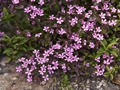 Saponaria ocymoides Mydlnica